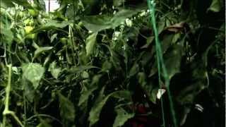 Food for the Future: Agriculture in a Sustainable World