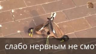 нападения животных на людей