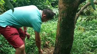 วิธีแก้ปัญหาทุเรียนใบเหลือง ยอดแห้งช่วงฤดูฝน โดยหมอแว่น | บ้านแก้ว อะโกร