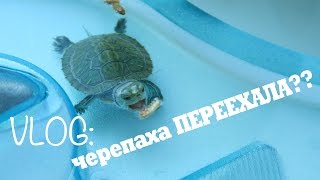 VLOG: черепаха Пиратка переехала! Новый ТЕРРАРИУМ!
