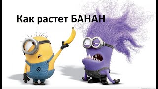 Где растет банан? Рассказывает миньон! Where does a banana grow? They tell the minions!