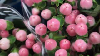 Гиперикум inodorum Magical Pink купить в Минске