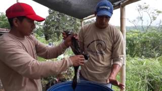 reproducción de Bacterias benéficas en Agricultura
