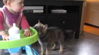 Grå hannhund og Jenny leker