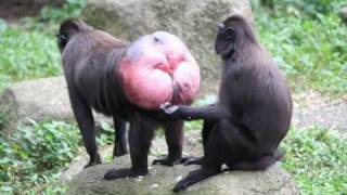 Shoop Da Whoop "I'm FIREN' MA LAZOR" Monkey Version