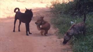 Свадьба Мопсов. Вязка Пончика. Mating Dogs. Pugs. Одесса.