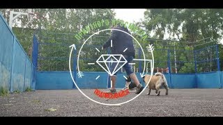 Nike на тесте у French Bulldog. Пятый день!