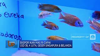 Wow! Ekspor Ikan Hias RI No 2 Dunia