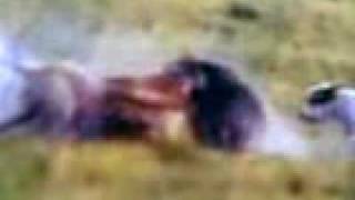 Caza de Jabali en Conesa Argentina
