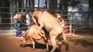 Ослы трахаются вот таким способом