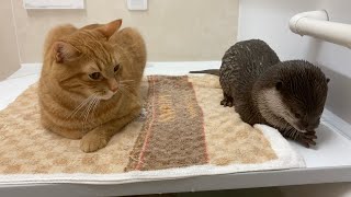 猫と一緒に風呂でくつろぐカワウソ otter relaxing in the bath with a cat