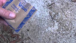 Myth Busted will Grits or Splenda kill Ants