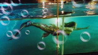 Mermaid Ginger in Singapore