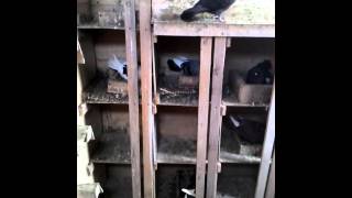 Курские и Николаевские голуби
