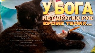 ??Кот ждет помощи ?‼ Упал с высоты? осложнения после травмы Cat is waiting for help