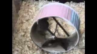 ☺ AFV Part 182 - America's Funniest Home Videos (Funny Videos Fail Montage Compilation)