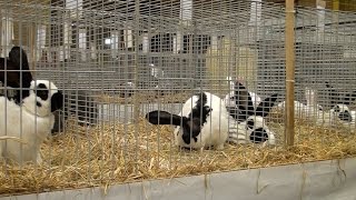 Laatste Frieslandshow PKV Frisia in Dokkum