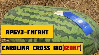 Обзор сорта арбузов (Каролина Кросс 180)/ Watermelon Carolina Cross 180