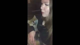 Chick takes dead fox home for yiff