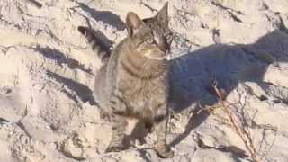 Les chats de Chatt-Meriem