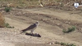 صيد صقر قرناس رائع جدا تصوير hd/Falcon hunting