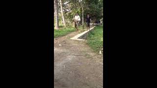 Memandikan Kambing #dombamawarbiru #dombaunggul #kambingqurban