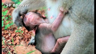 Baby Monkey Don't Like Psychiatrist Monkey Never Give Nurse - Amara 17