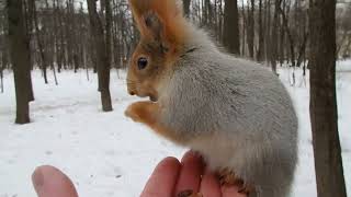 Три незнакомые белки / Three unfamiliar squirrels