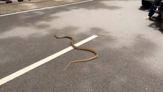 Big Snake on Dandeli Road