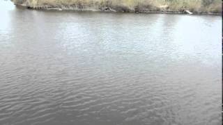 Рыбалка на Белугу | Fishing for Sturgeon