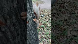 Опять ловлю Копию на орех / Again I catch Copy on the nut