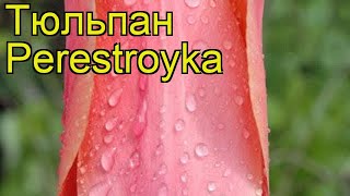 Тюльпан триумф Перестройка. Краткий обзор, описание характеристик, где купить луковицы Perestroyka