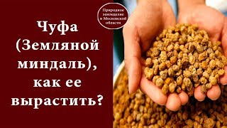 Чуфа (Земляной миндаль), как ее вырастить?