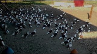 Шикарная КОЛЛЕКЦИЯ Бойных голубей краснодарской породы (СЕРГЕЙ ОРЛОВ , ст.Темиргоевская )