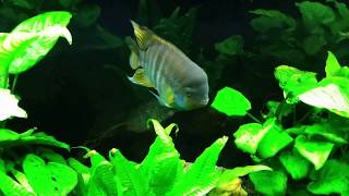 Comparing New LED on My Gourami Tank to The T5 HO on My T Bar Tank