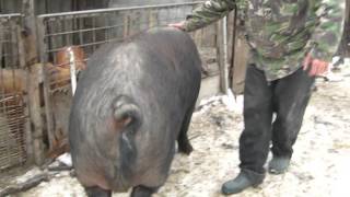 Carna dolj - Cel mai mare porc din Romania 550 kg si 2,10 l ( Emil )
