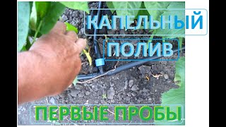 КАПЕЛЬНЫЙ полив как мы его осваиваем у себя на даче