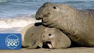 Relationship & Animal Mating | Aggressive Male - Documentary