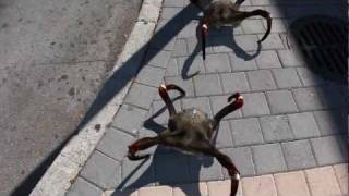 Half-Life Incoming Headcrabs