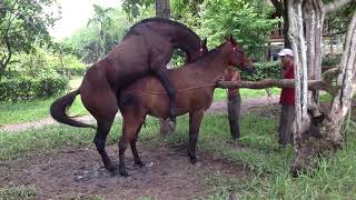 Horse mating 4#
