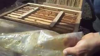 Весенняя белковая подкормка пчелам (Стимулируем матку)