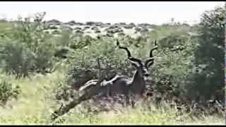 Kruger National Park Balule Camp