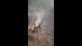 Вес быка   Забой свиньи  Телята на новом месте