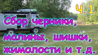 В тайгу за черникой, малиной, смородиной, шишкой и т.д. ч.1 (08.17г.) Семья Бровченко.