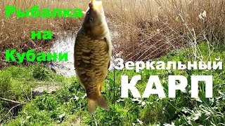 Как поймать Карпа Рыбалка на Кубани