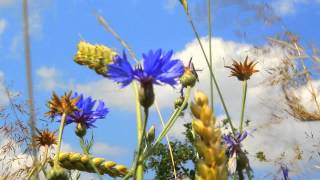 Синие васильки и небо ● Blue Cornflowers and Sky ✿ Dеревенsкий RELAX