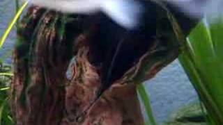 EsKarium - Ancistrus - reproduction