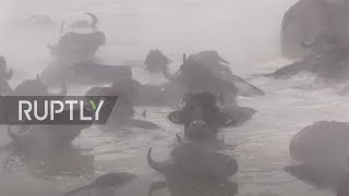 Buffalos get spa treatment in hot springs during winter in eastern Turkey