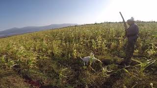 მწყერზე ნადირობა 27 აგვისტო. Quail Hunting in Georgia.
