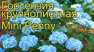 Гортензия крупнолистная Mini Penny. Краткий обзор, описание характеристик, где купить саженцы